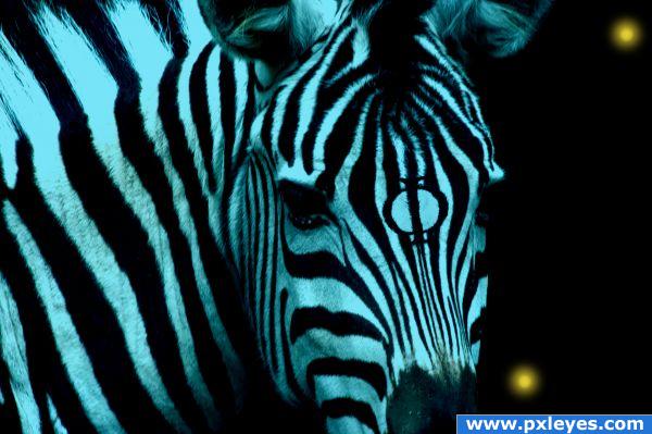 Fringe Zebra